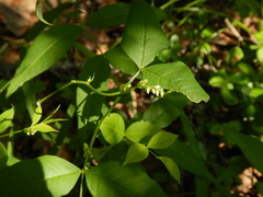 Vicia ramuliflora