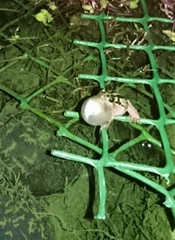 Hyperolius marmoratus taeniatus