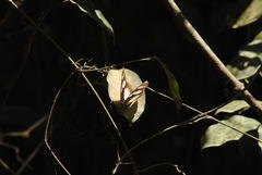 Pseudacraea lucretia