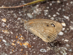 Stygionympha wichgrafi grisea