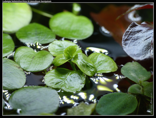 Floating Ludwigia