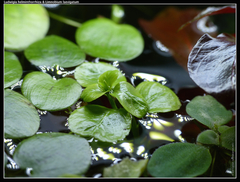 Floating Ludwigia