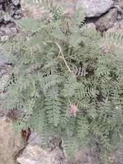 Hedysarum tauricum