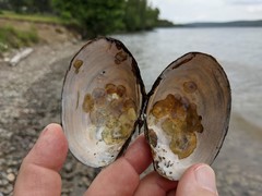 Atlanticoncha ochracea