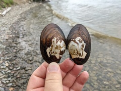 Atlanticoncha ochracea