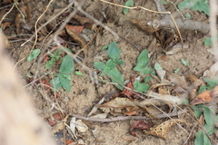 Chlorophytum pusillum