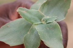 Chlorophytum pusillum
