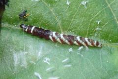 Pexicopia melitolicna