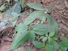 Chlorophytum pusillum