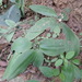 Chlorophytum pusillum - Photo (c) Marco Schmidt,  זכויות יוצרים חלקיות (CC BY-NC-SA), הועלה על ידי Marco Schmidt