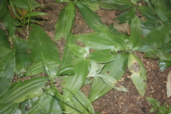 Chlorophytum pusillum