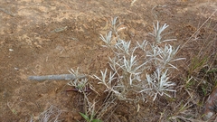 Achyrocline saturejoides