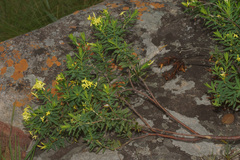 Lasiosiphon triplinervis