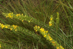 Aspalathus dahlgrenii