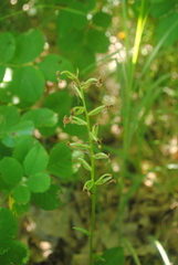 Platanthera chlorantha