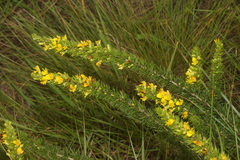 Aspalathus dahlgrenii