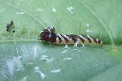 Pexicopia melitolicna