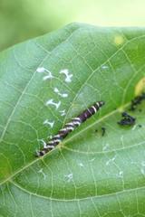 Pexicopia melitolicna