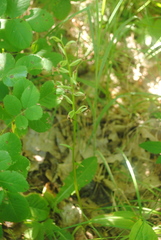 Platanthera chlorantha