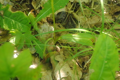 Platanthera chlorantha