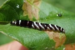 Pexicopia melitolicna