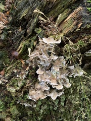 Auricularia mesenterica