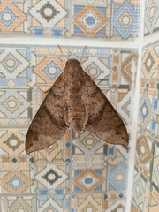 Pachylioides resumens