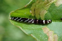 Pexicopia melitolicna