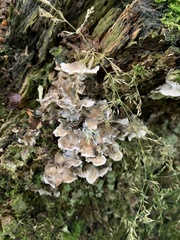 Auricularia mesenterica