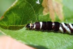 Pexicopia melitolicna