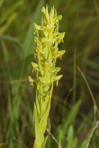 Blackbarred Ghost Orchid