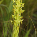 Blackbarred Ghost Orchid - Photo (c) Felix Riegel, some rights reserved (CC BY-NC), uploaded by Felix Riegel