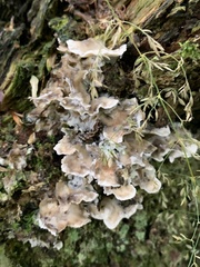 Auricularia mesenterica