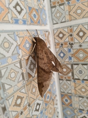 Pachylioides resumens