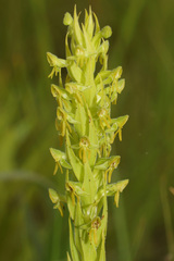 Habenaria pseudociliosa