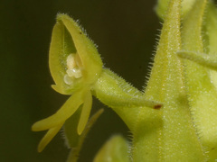 Habenaria pseudociliosa