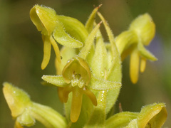 Habenaria pseudociliosa