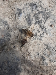 Apis mellifera