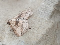 Orthonama vittata