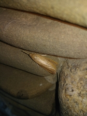 Schoenobius gigantella