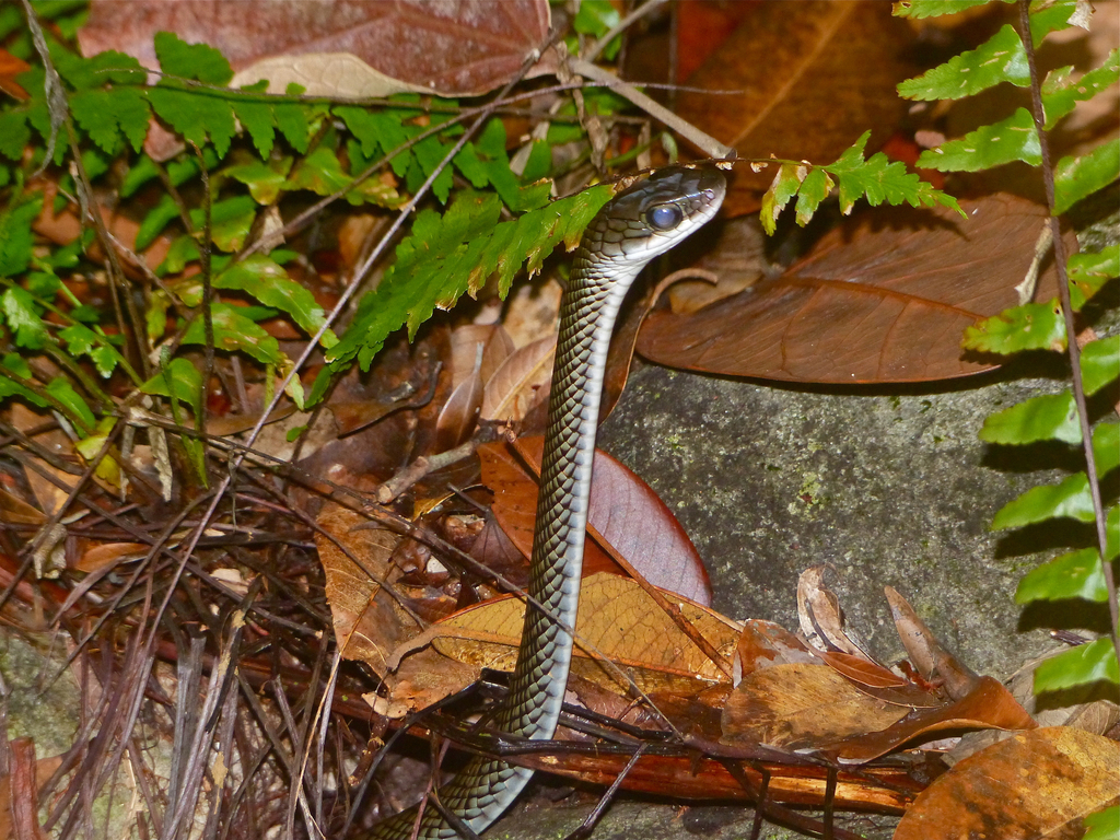 White-Bellied Rat Snake (Ptyas fusca)