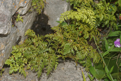 Davallia chaerophylloides