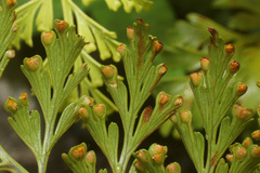 Davallia chaerophylloides