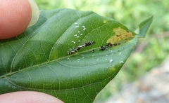 Pexicopia melitolicna