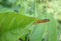 Pexicopia melitolicna