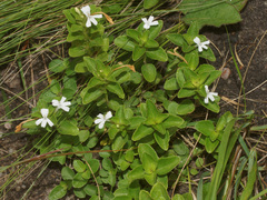 Dyschoriste burchellii