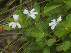 Dyschoriste burchellii