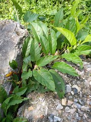 Pexicopia melitolicna