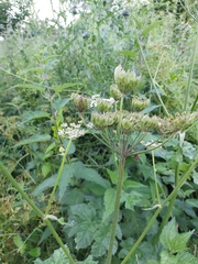 Heracleum sphondylium