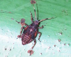 Deraeocoris olivaceus